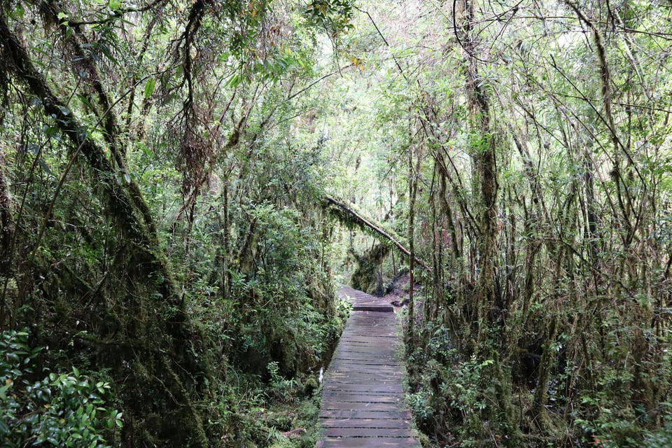Narrow wooden boardwalk passing through dense, moss-covered temperate rainforest in Pumalín Park