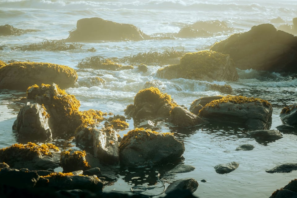 Pacific waves breaking around seaweed-covered rocks in warm low light on the Valdivia coast